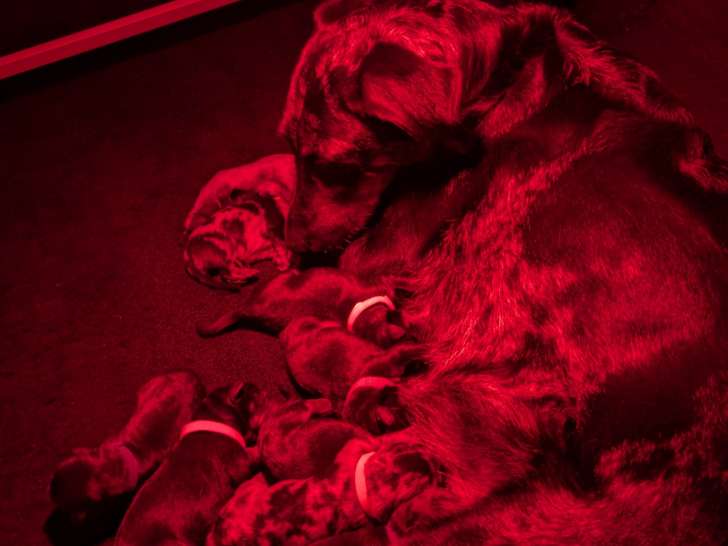 Chiots Beaucerons LOF bientôt disponibles