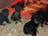 Chiots Beaucerons LOF bientôt disponibles