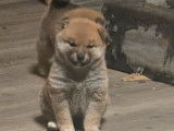 1 mâle Shiba Inu LOF roux de 3 mois à vendre, disponible immédiatement