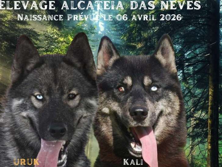 À réserver, portée de chiots Husky Sibérien LOF à naître vers le 6 avril 2026