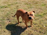 1 Staffordshire Bull Terrier, mâle rouge LOF et confirmé pour saillie