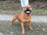 1 Staffordshire Bull Terrier, mâle rouge LOF et confirmé pour saillie