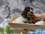 À réserver, 5 chiots Cocker Anglais LOF, 3 mâles et 2 femelles, nés en janvier 2026