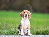 Mâle Beagle LOF à vendre, Astro, né en octobre 2025, disponible immédiatement