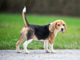 Mâle Beagle LOF à vendre, Astro, né en octobre 2025, disponible immédiatement