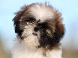 Femelles Shih Tzu LOF à vendre, dorées et blanches, nées en octobre 2025