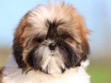 Femelles Shih Tzu LOF à vendre, dorées et blanches, nées en octobre 2025