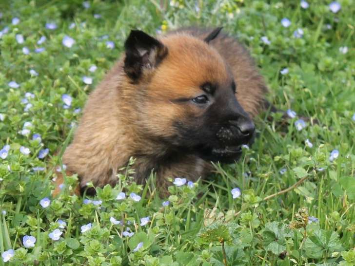 À réserver, 5 chiots Berger Belge Malinois LOF, 3 mâles et 2 femelles de janvier 2026