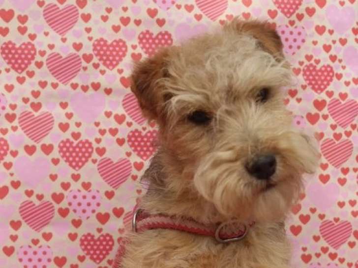 1 femelle Lakeland Terrier LOF à vendre, petit gabarit