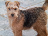 1 femelle Lakeland Terrier LOF à vendre, petit gabarit
