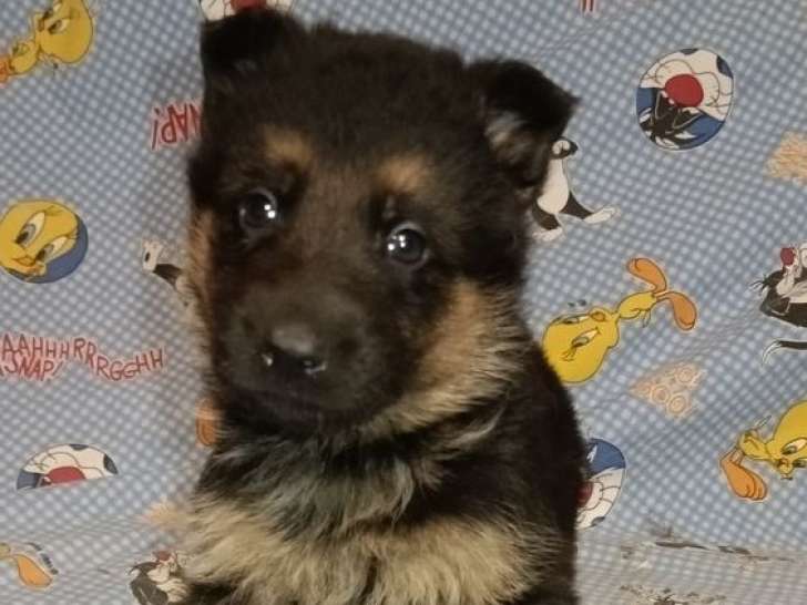 À réserver, 8 chiots Berger Allemand, 3 mâles et 5 femelles de janvier 2026 (LOF)