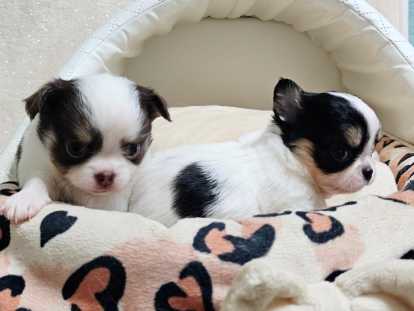 2 adorables mâles Chihuahua LOF à vendre