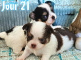 2 adorables mâles Chihuahua LOF à vendre