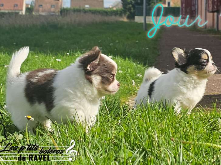 2 adorables mâles Chihuahua LOF à vendre