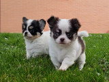 2 adorables mâles Chihuahua LOF à vendre