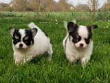 2 adorables mâles Chihuahua LOF à vendre