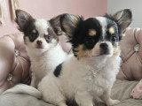 2 adorables mâles Chihuahua LOF à vendre