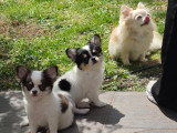 2 adorables mâles Chihuahua LOF à vendre