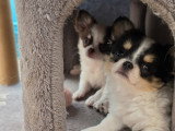 2 adorables mâles Chihuahua LOF à vendre