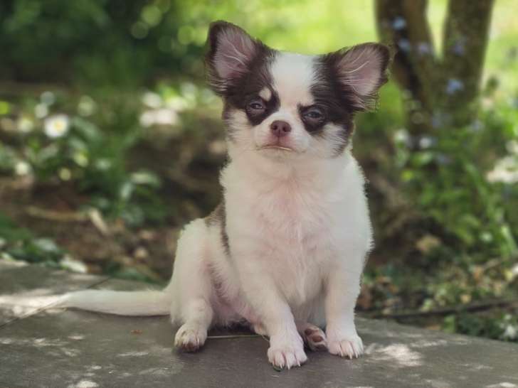 2 adorables mâles Chihuahua LOF à vendre