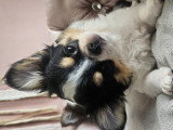 2 adorables mâles Chihuahua LOF à vendre
