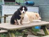 Superbe mâle Berger Australien tricolore LOF à vendre, né en octobre 2024