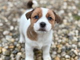 5 chiots Jack Russell LOF à réserver, nés en décembre 2025