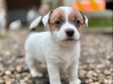 5 chiots Jack Russell LOF à réserver, nés en décembre 2025