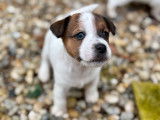 5 chiots Jack Russell LOF à réserver, nés en décembre 2025