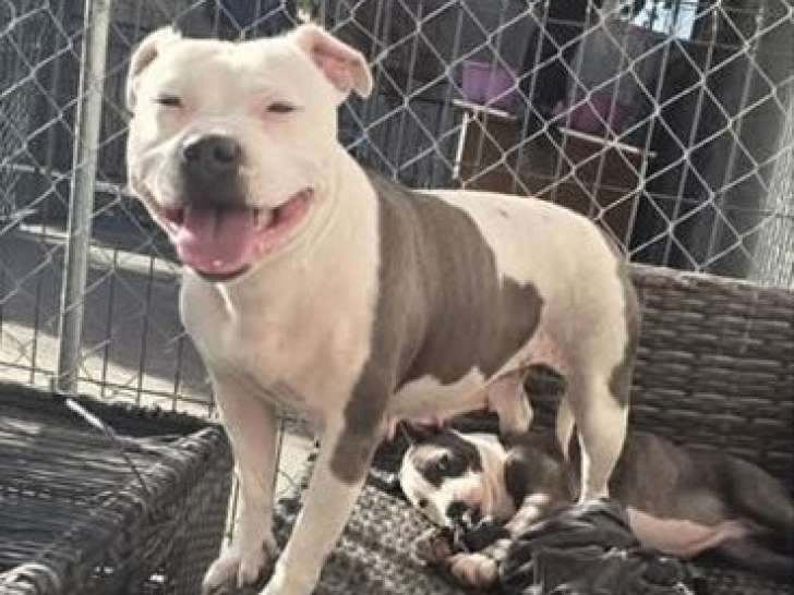 Femelle Staffordshire Bull Terrier LOF à vendre, née en août 2019