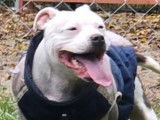 Femelle Staffordshire Bull Terrier LOF à vendre, née en août 2019