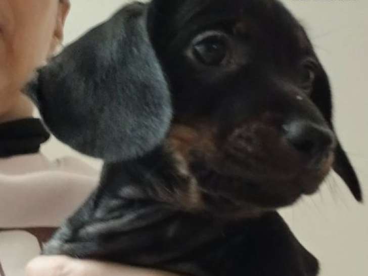 1 mâle Teckel nain à vendre, né en décembre 2025