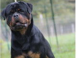 9 chiots Rottweiler non LOF à vendre, nés en décembre 2025