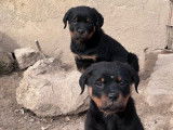 9 chiots Rottweiler non LOF à vendre, nés en décembre 2025