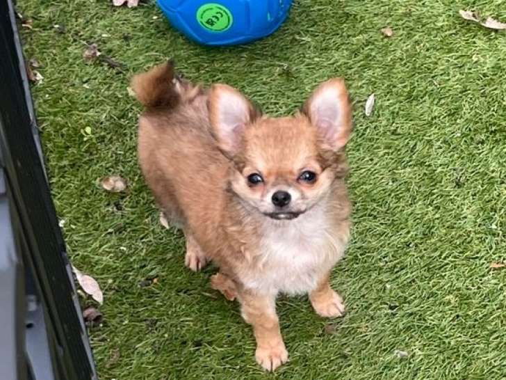 Des chiots mâles Chihuahua poil long à vendre, né en décembre 2025 (non LOF)