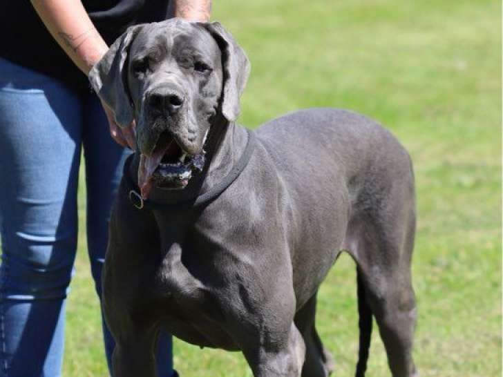 Femelle Dogue Allemand à vendre, LOF de 4 ans