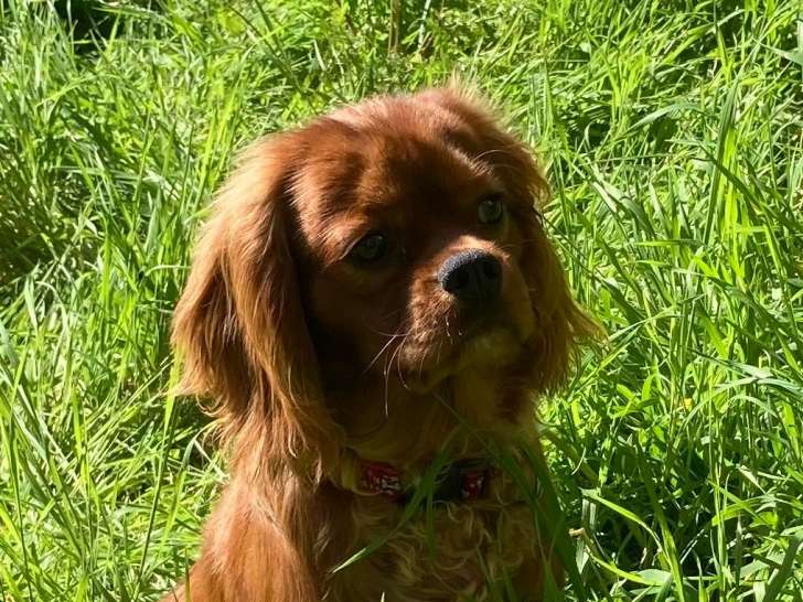Jeune mâle Cavalier King Charles LOF ruby à vendre