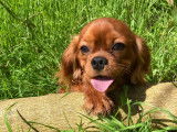 Jeune mâle Cavalier King Charles LOF ruby à vendre