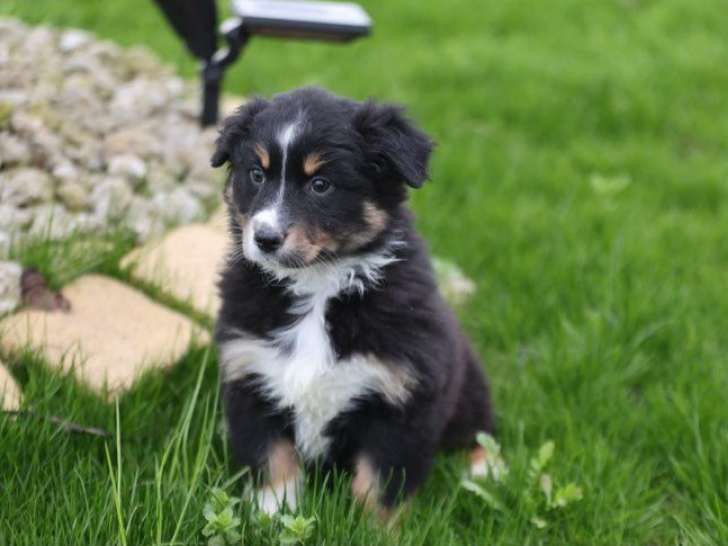 Femelle Berger Australien LOF noire tricolore à vendre, née en décembre 2025