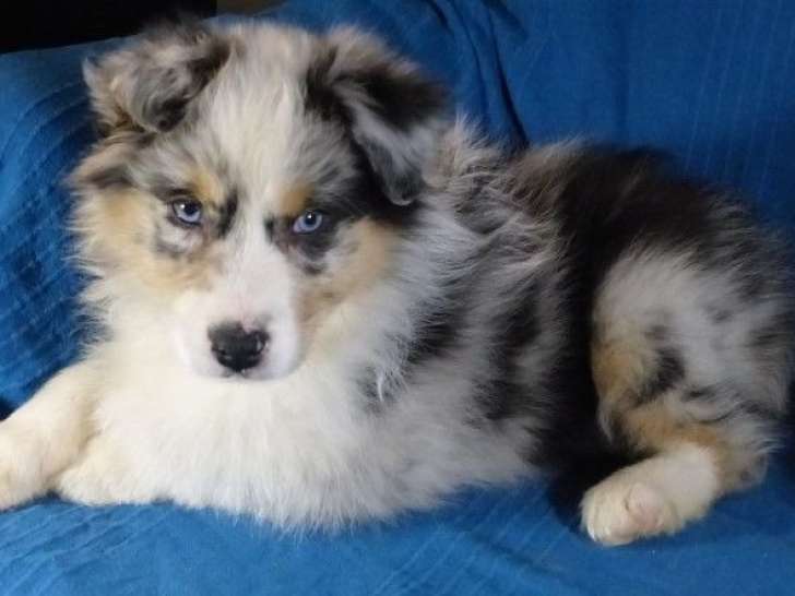 6 chiots Berger Australien merles à vendre, nés en novembre 2025 (non LOF)