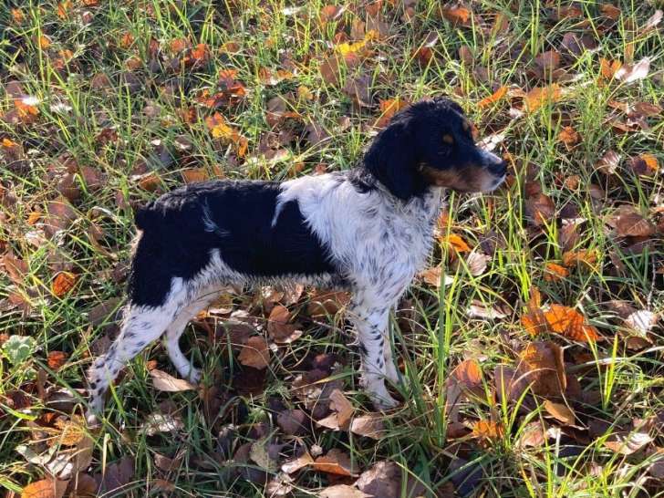Mâle Épagneul Breton tricolore LOF pour saillie