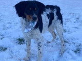 Mâle Épagneul Breton tricolore LOF pour saillie