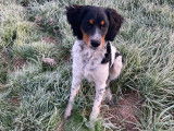 Mâle Épagneul Breton tricolore LOF pour saillie