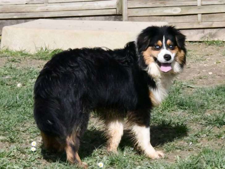 Mâle Berger Australien à vendre, yeux bleus, né en mai 2023 (non LOF)