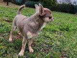 Saillie Chihuahua LOF disponible, mâle né en mars 2024