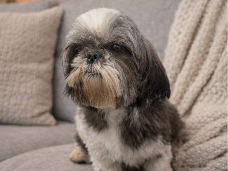 Femelle Shih Tzu LOF à vendre, née en septembre 2020