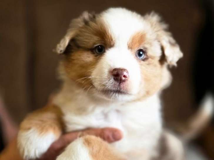 7 chiots Berger Américain Miniature LOF à vendre