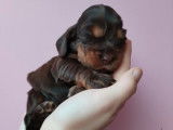 1 chiot Cocker Anglais non LOF à vendre, né en janvier 2026