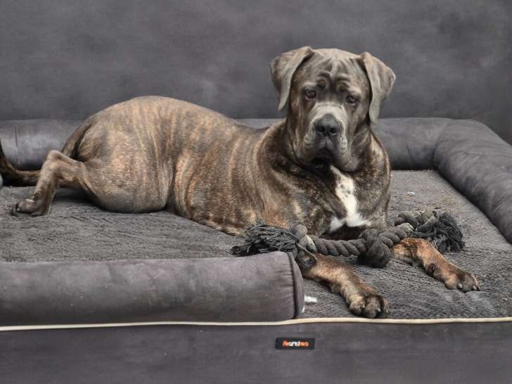 Jeune mâle croisé American Bully XXL à vendre