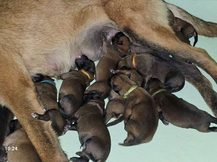 10 chiots Berger Belge Malinois LOF à réserver, nés en janvier 2026